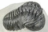 Curled Pedinopariops Trilobite - Mrakib, Morocco #287670-1